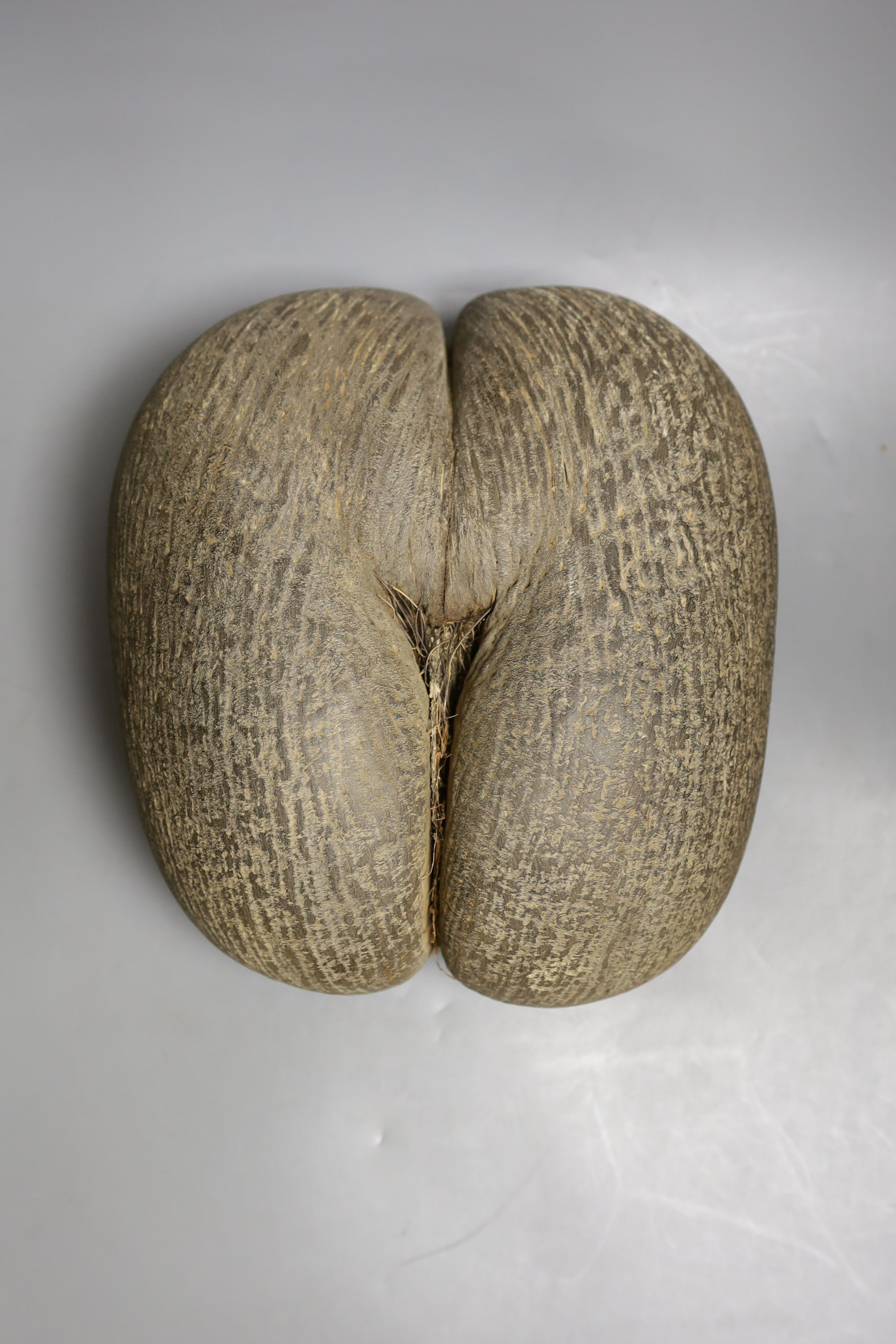 A Seychelles coco-de-mer, with supporting export licence dated 1981